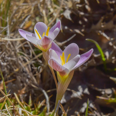 Hesperantha schelpeana
