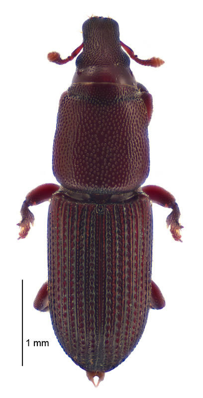 Xenocnema