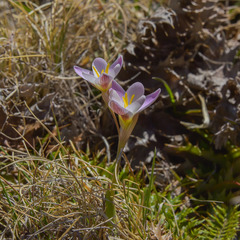 Hesperantha schelpeana