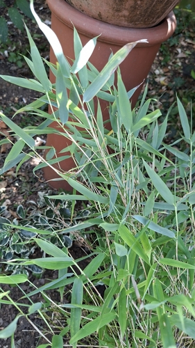 Fargesia murielae, photograph 2