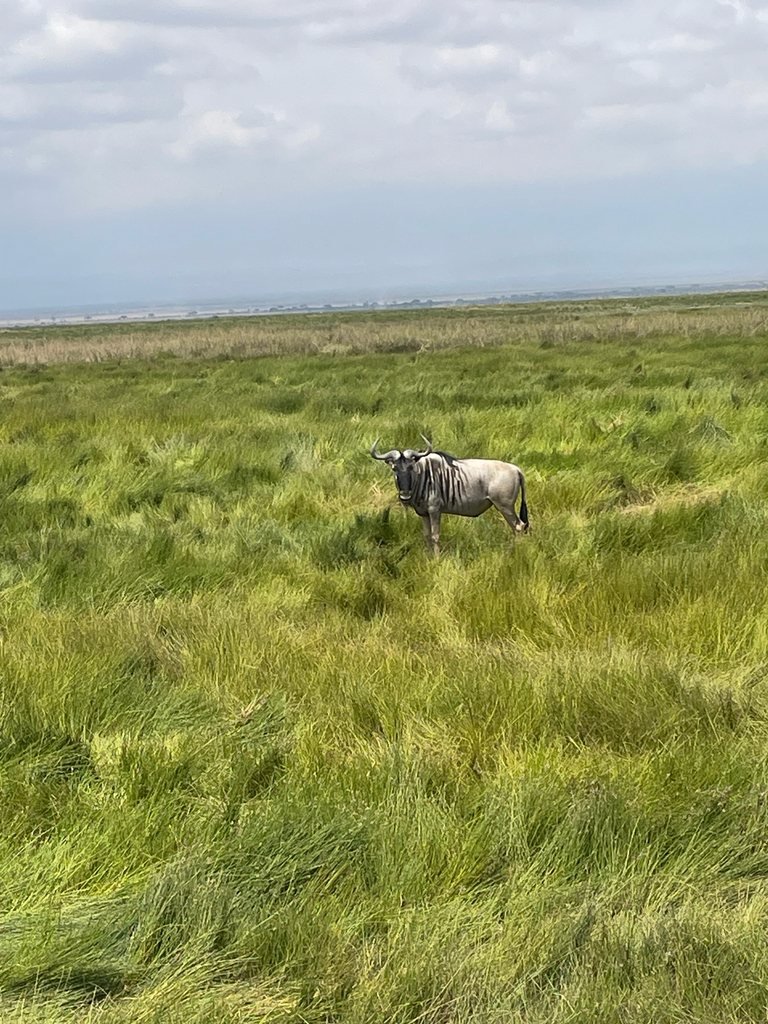 Connochaetes taurinus albojubatus, Kajiado, Kajiado, KE, by chloeebeebe