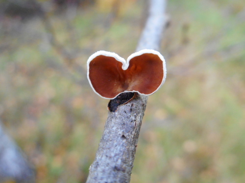 Schizophyllum amplum — (c) Eugene Popov, some rights reserved (CC BY)