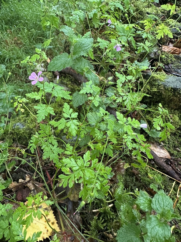Geranium 'Rozanne'