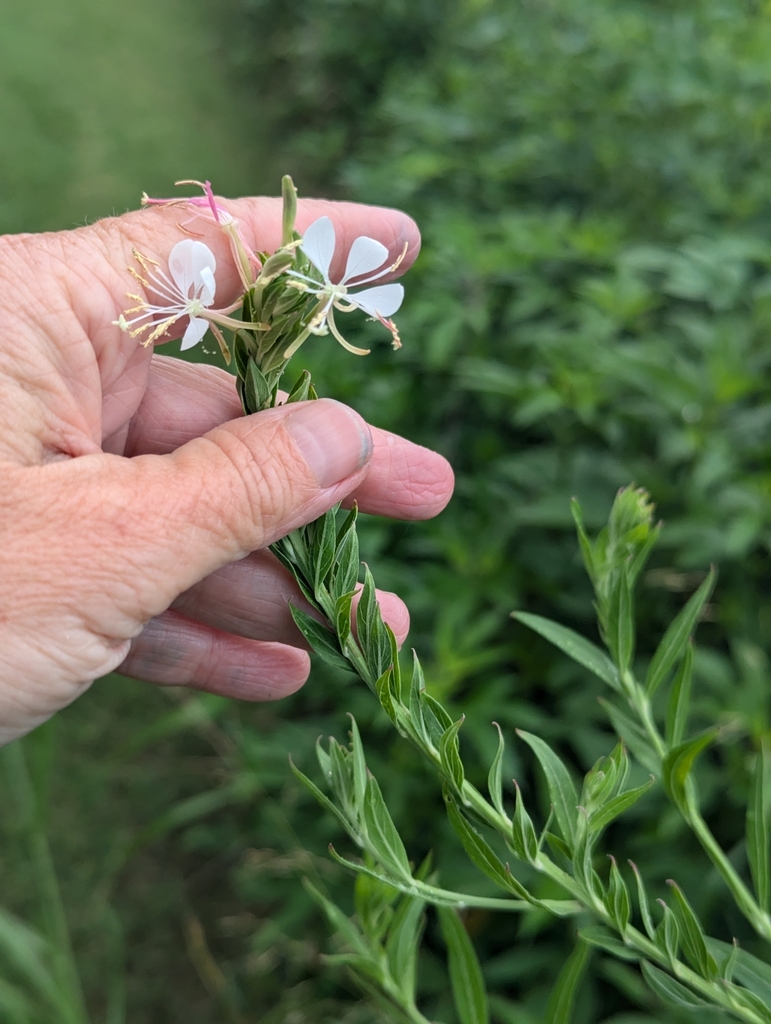 Gaura