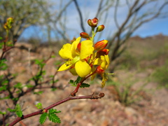 Erythrostemon placidus