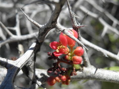 Castela peninsularis