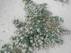 Euphorbia leucophylla