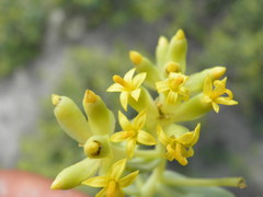 Coulterella capitata