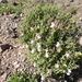Antirrhinum charidemi - Photo (c) guillaume_papuga, some rights reserved (CC BY-NC), uploaded by guillaume_papuga