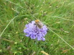 Bombus muscorum