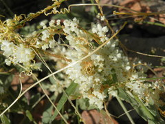 Cuscuta tuberculata