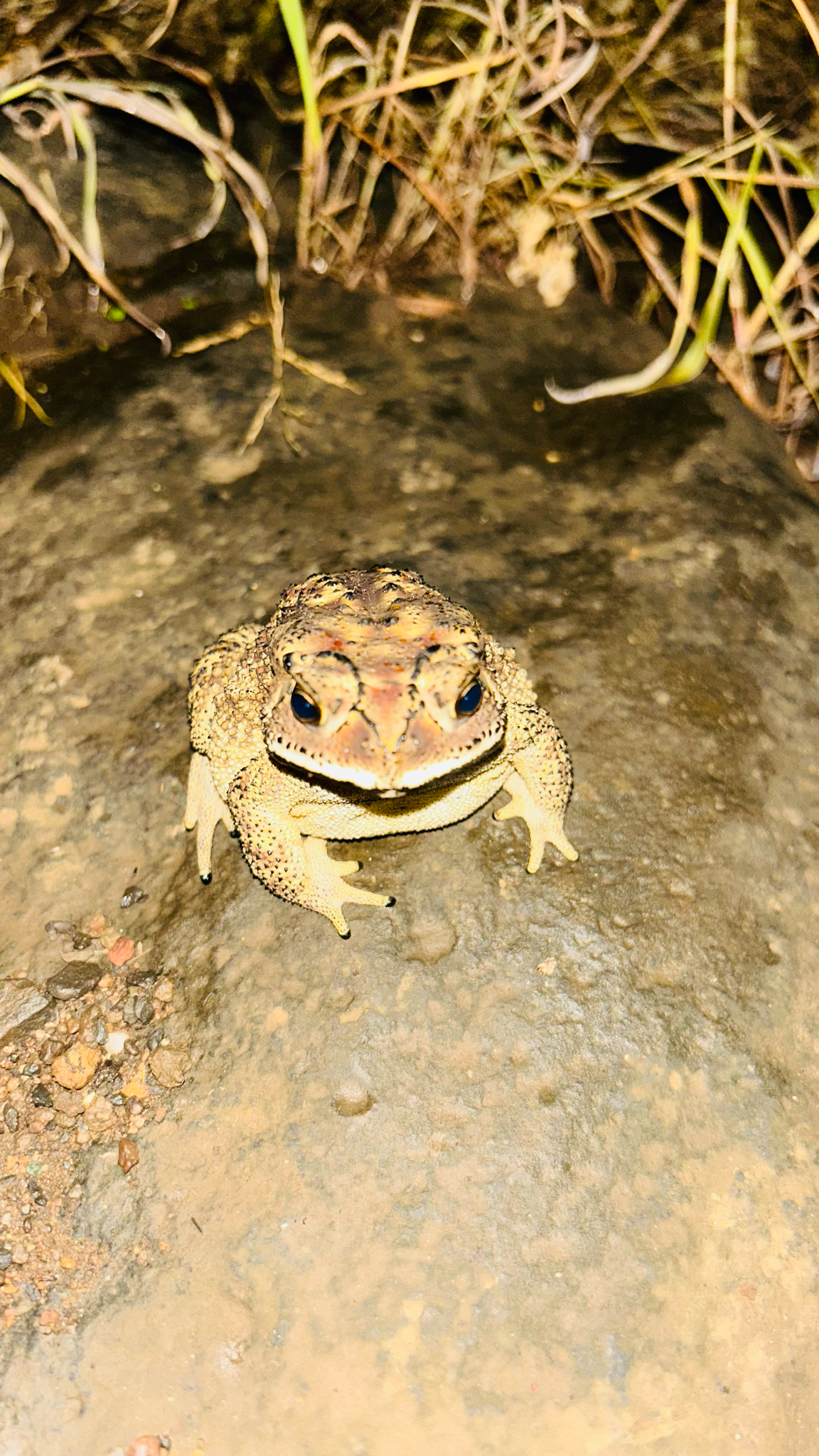 Indian Common True Toad