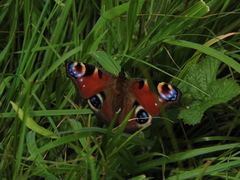 Aglais io