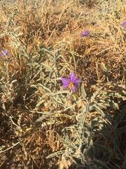 Solanum elaeagnifolium
