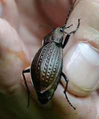 Carabus cancellatus