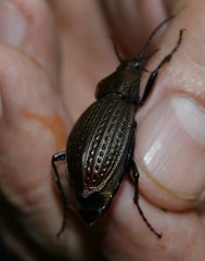 Carabus cancellatus