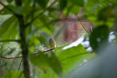 Leptopogon superciliaris