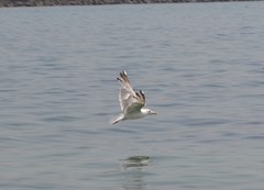 Larus michahellis