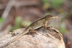 Anolis sminthus