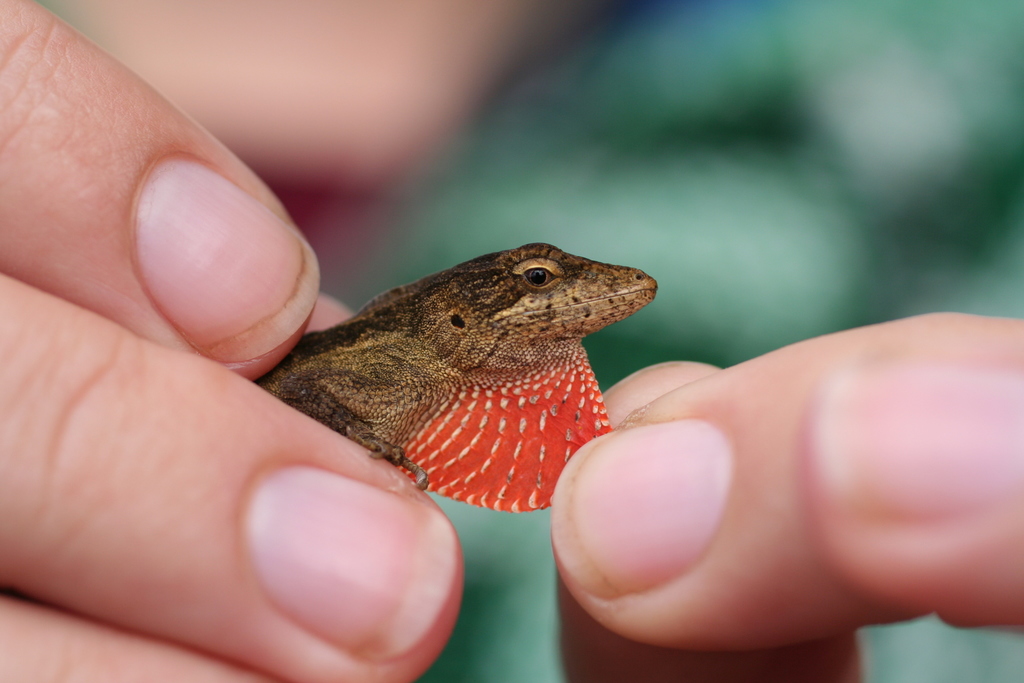 Mouse Anole