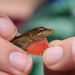Mouse Anole - Photo (c) Josiah Townsend, some rights reserved (CC BY-NC-ND), uploaded by Josiah Townsend