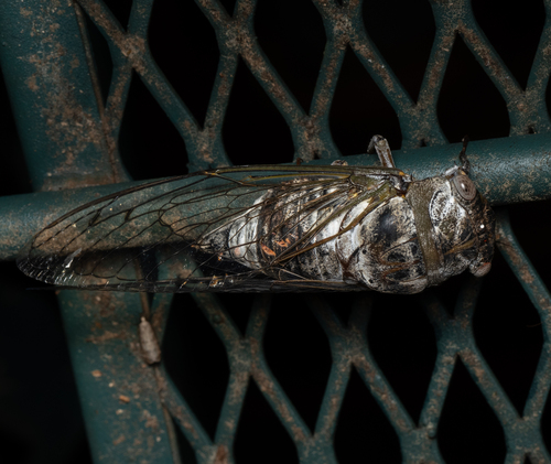 Northern Dusk-singing Cicada photo 5
