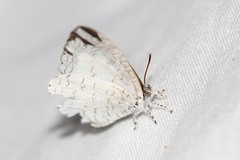 Spalgis lemolea lemolea