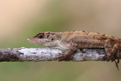 Anolis cusuco