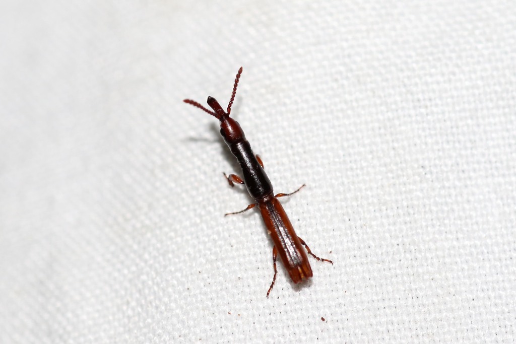 Taphroderini