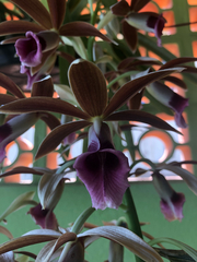 Phaius