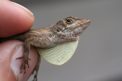 Anolis cusuco