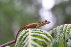 Anolis cusuco