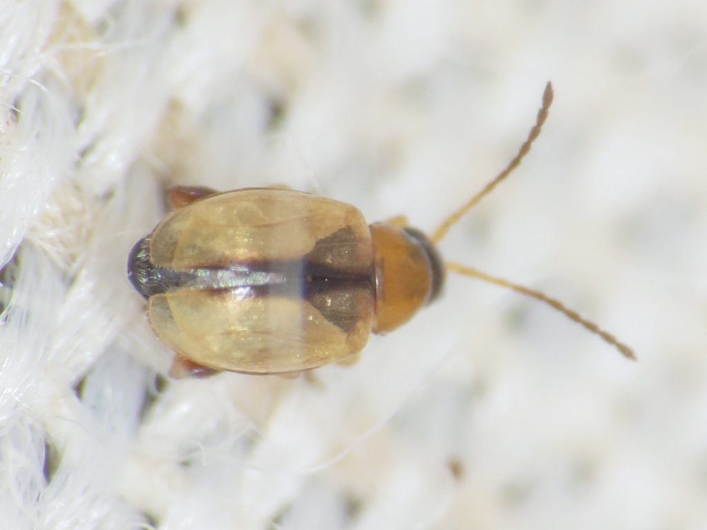 Aphthona nigriceps