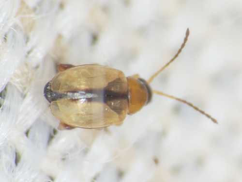 Aphthona nigriceps