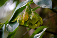 Epidendrum scrotiforme