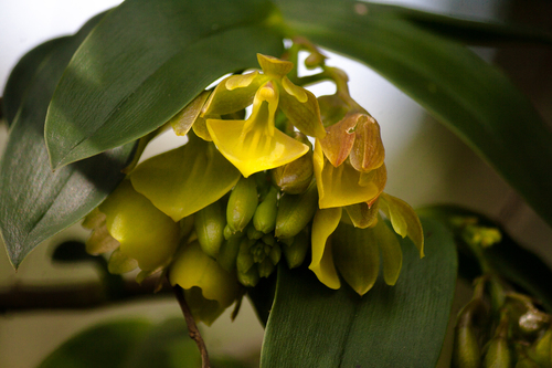 Epidendrum scrotiforme Est.Domínguez, S.Mesa, E.Santiago & Hágsater