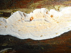 Skeletocutis amorpha