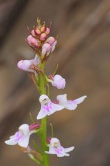 Cynorkis graminea
