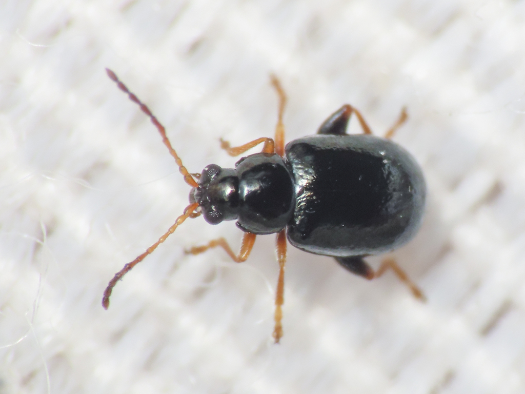Aphthona venustula