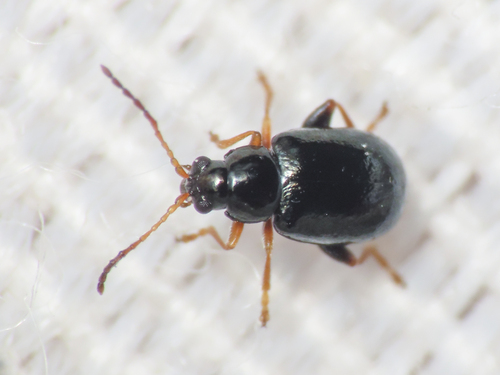 Aphthona venustula