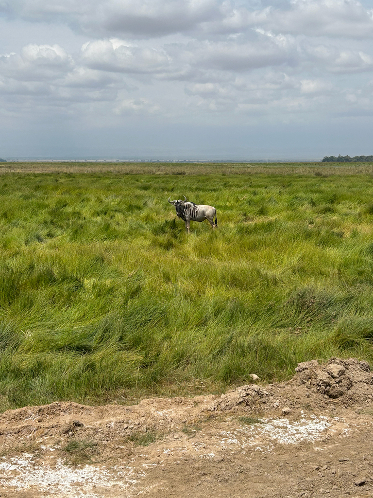Connochaetes taurinus albojubatus, Kajiado, Kajiado, KE, by allisonbaer14