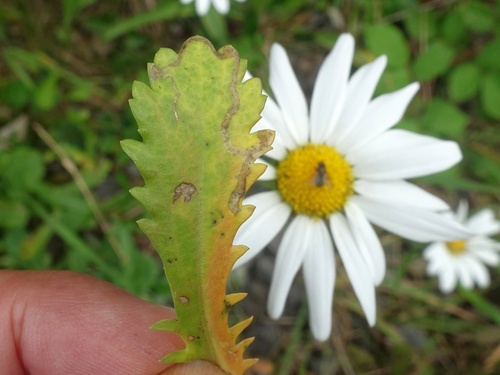 Phytomyza leucanthemi
