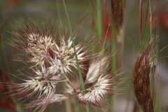 Pentameris curvifolia
