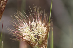 Pentameris curvifolia