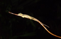 Anolis yoroensis