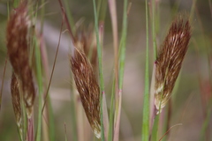 Pentameris curvifolia