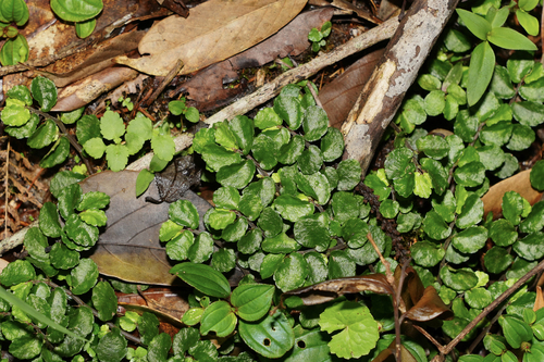 Pellionia brevifolia iNat (1)