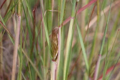 Pentameris curvifolia