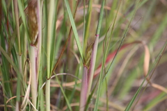 Pentameris curvifolia
