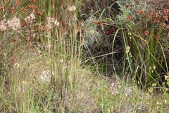 Pentameris curvifolia